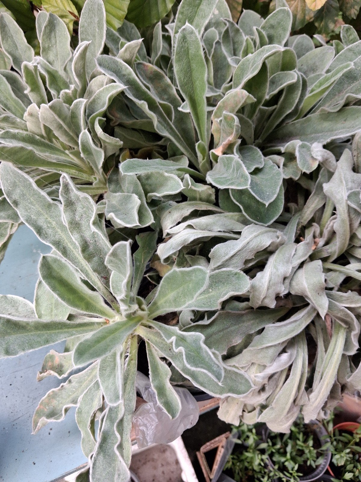 Stekjes Prikneus (donkerroze bloemen), Tuin en Terras, Ophalen