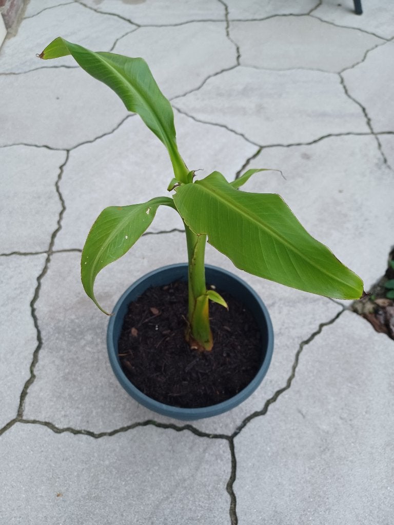Musa basjoo bananenplant stekjes, Ophalen, Vaste plant, Overige soorten, Volle zon
