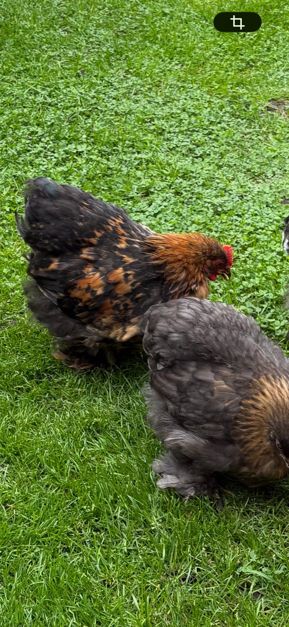 cochinhaantje 3 maand oud, Dieren en Toebehoren, Mannelijk, Kip