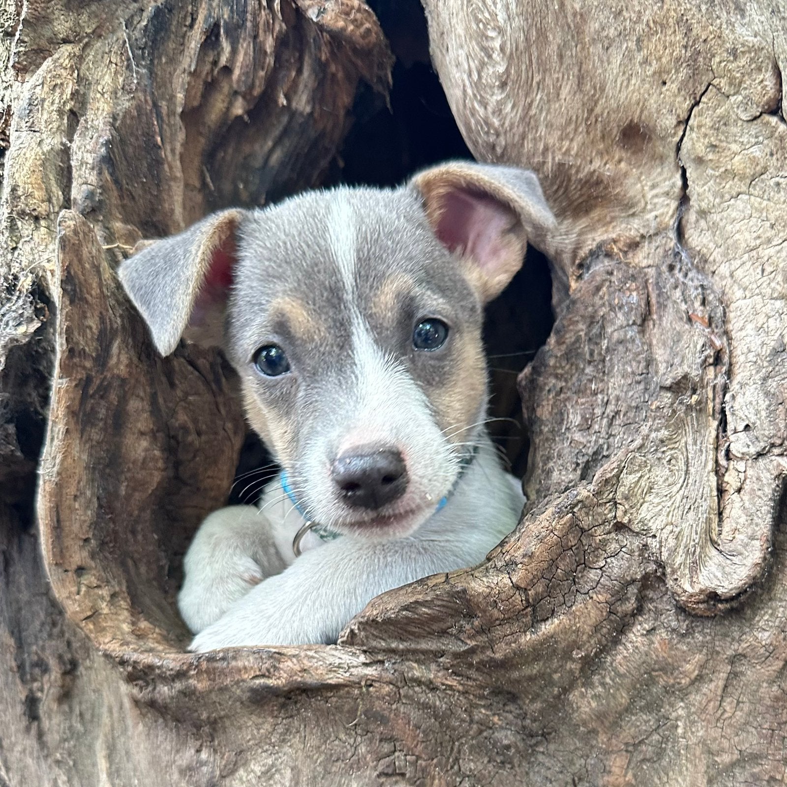 Blauwe Jack Russell Pups Lief & Schattig Tricolor Blue, Parvo, Jack Russell Terriër, 8 tot 15 weken, Meerdere