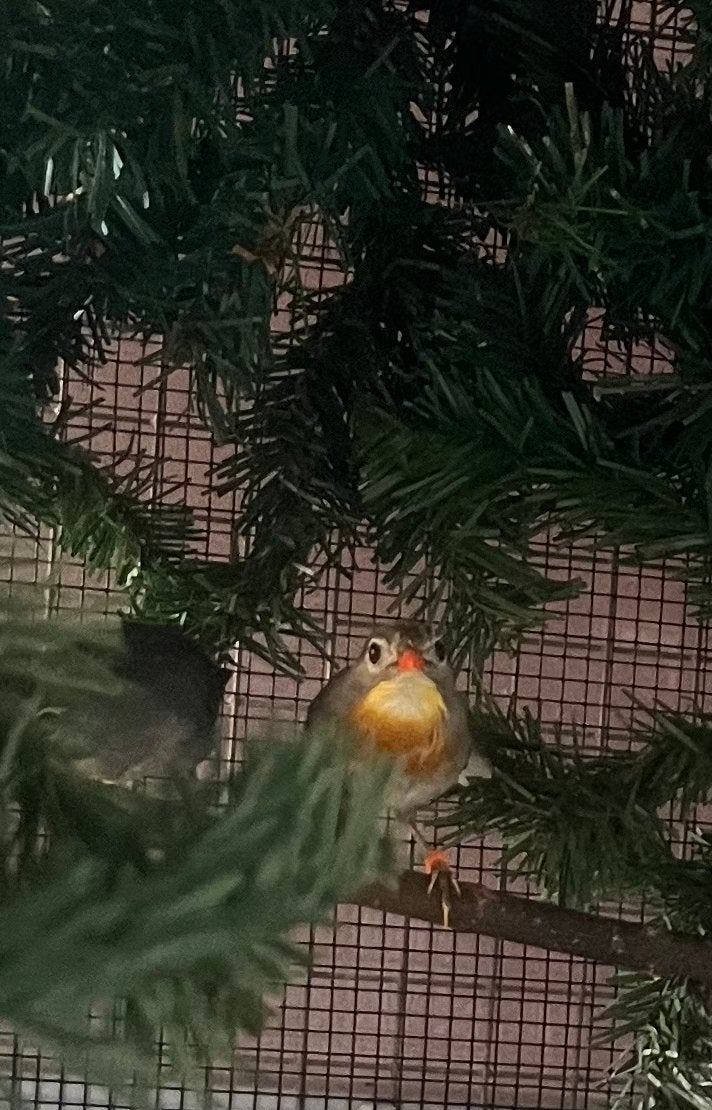 Japanse nachtegalen koppel, Dieren en Toebehoren, Vogels | Overige Vogels, Meerdere dieren, Geringd