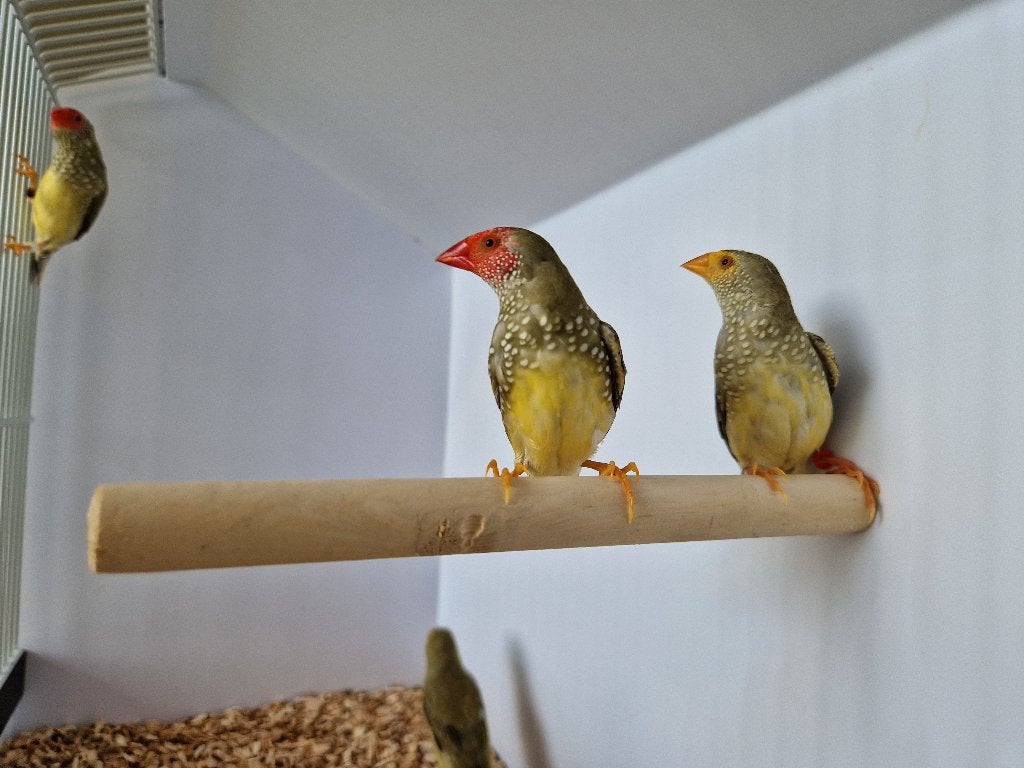 Binsenastrilde roodkop |Tropische vogels | Passend advies, Dieren en Toebehoren, Vogels | Overige Vogels, Meerdere dieren, Tropenvogel