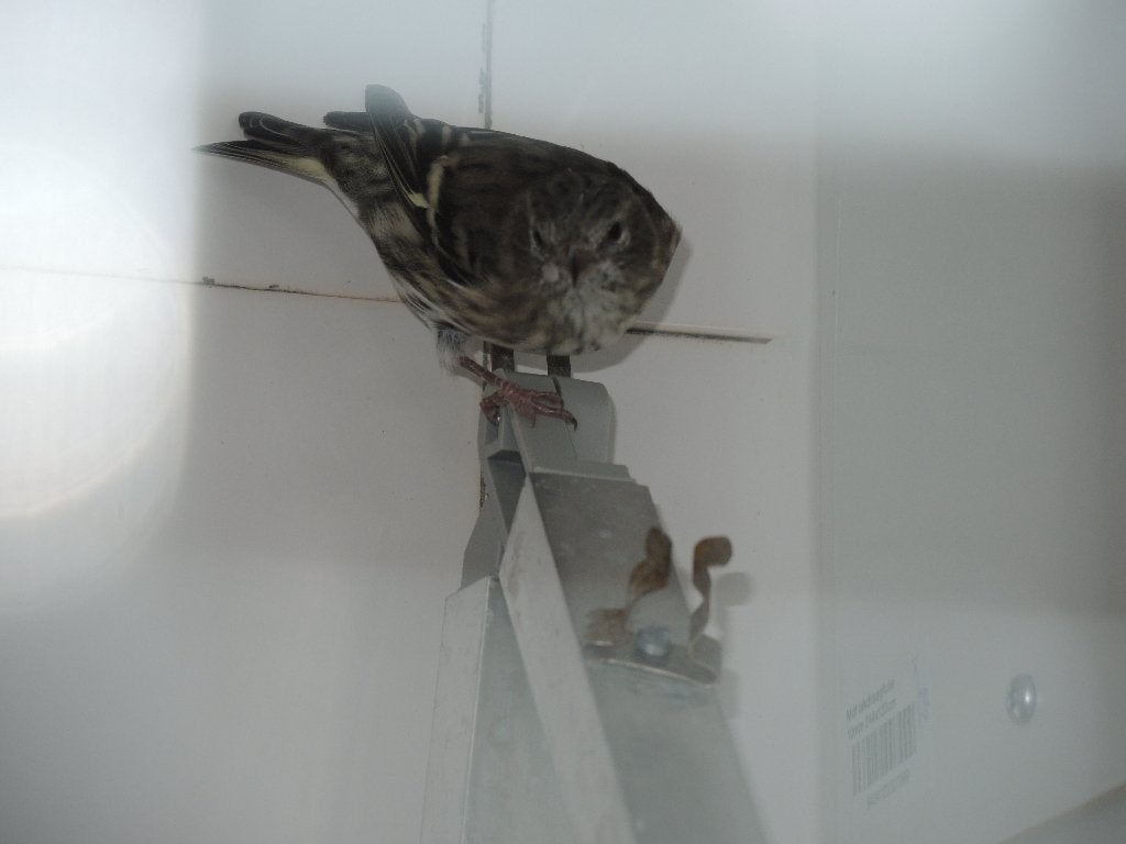 Europese sijs wildkleur, koppel en 4 stuks Putters poppen, Dieren en Toebehoren, Meerdere dieren, Wildzangvogel, Geringd