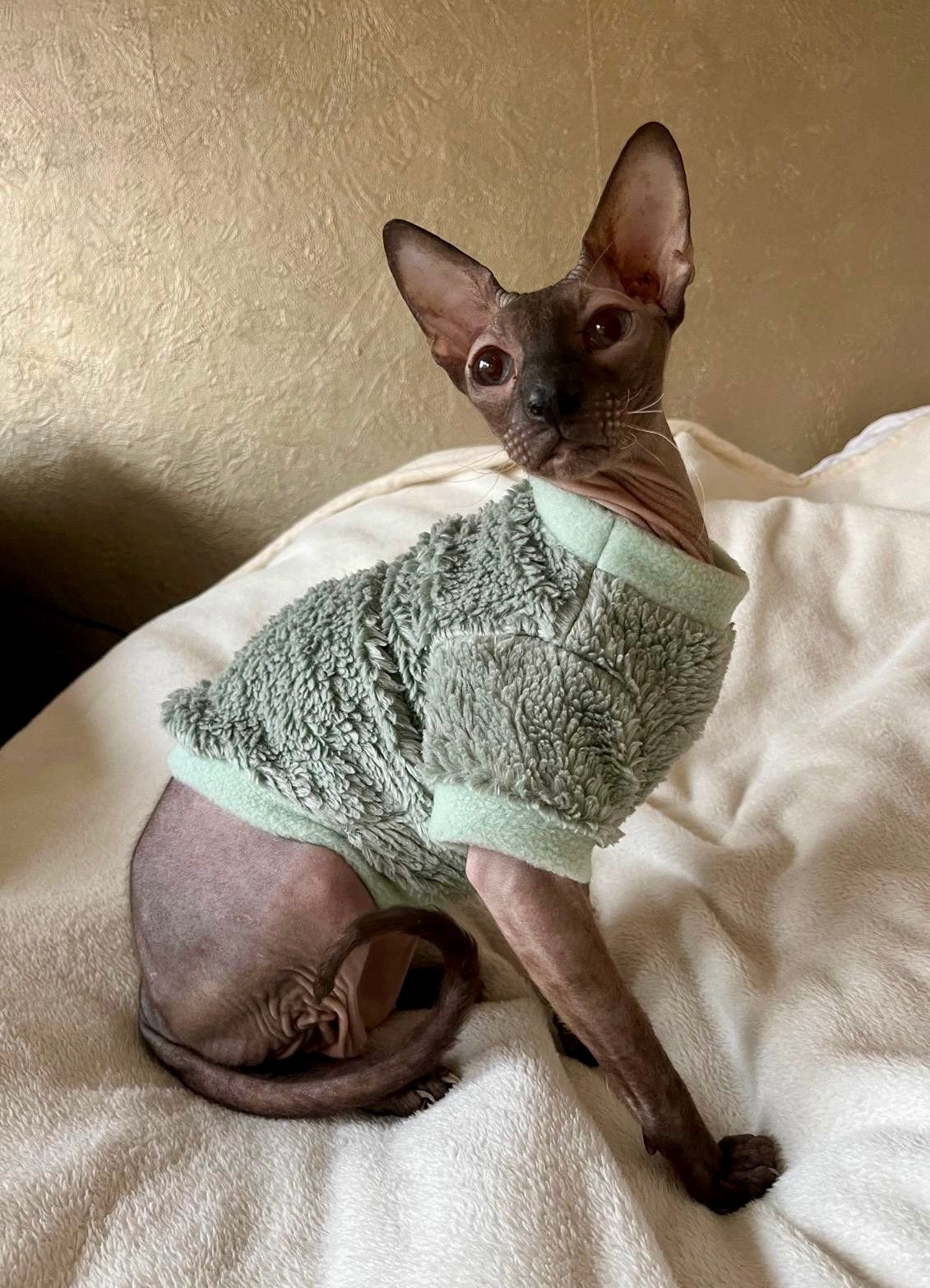 Handmade KATTENTRUI Sphynx Rex Kat Kitten Poes Kattenkleding, Ophalen of Verzenden, Nieuw