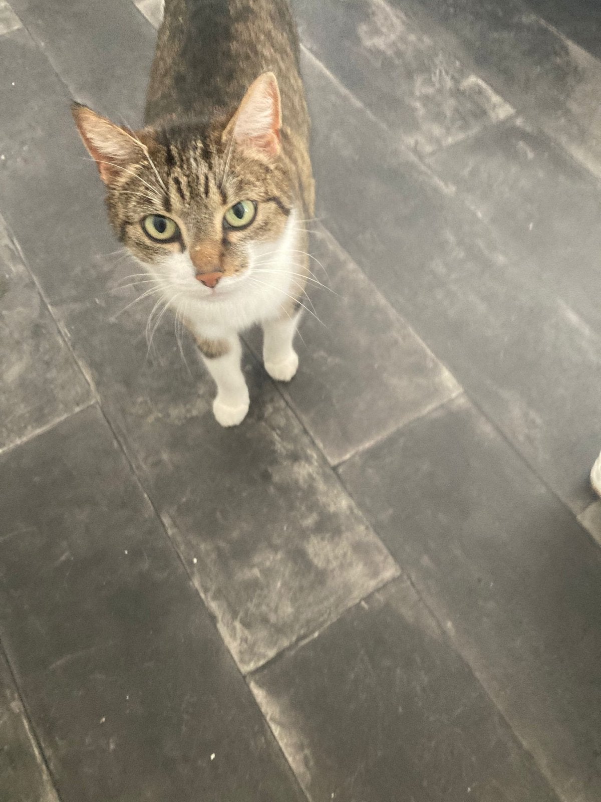 Kat zoekt een nieuwe baasje (gratis), Boeken, Ophalen of Verzenden, Katten