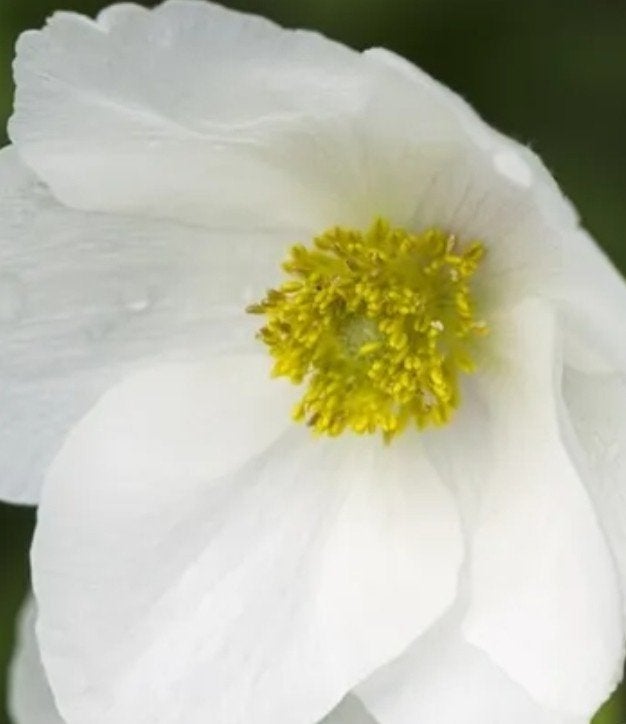 Anemone sylvestris P9 - Sneeuwanemoon, Ophalen of Verzenden, Vaste plant, Overige soorten, Halfschaduw
