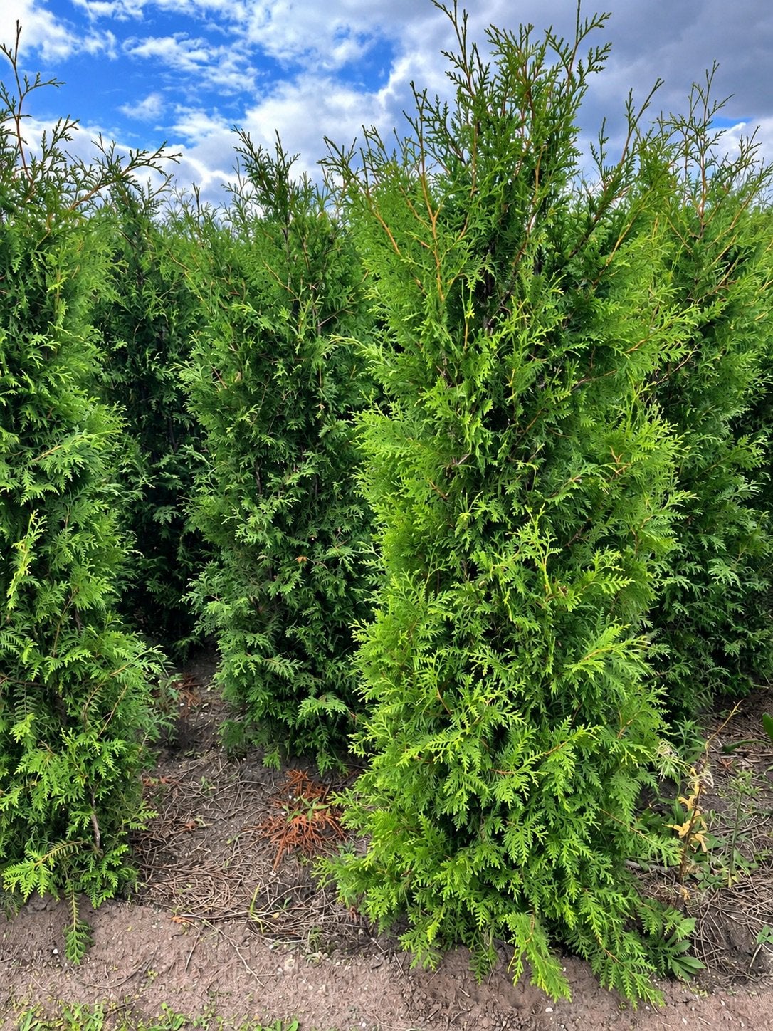 Thuja ‘Brabant’ haagconiferen met kluit in diverse maten, Ophalen of Verzenden, Conifeer, 100 tot 250 cm