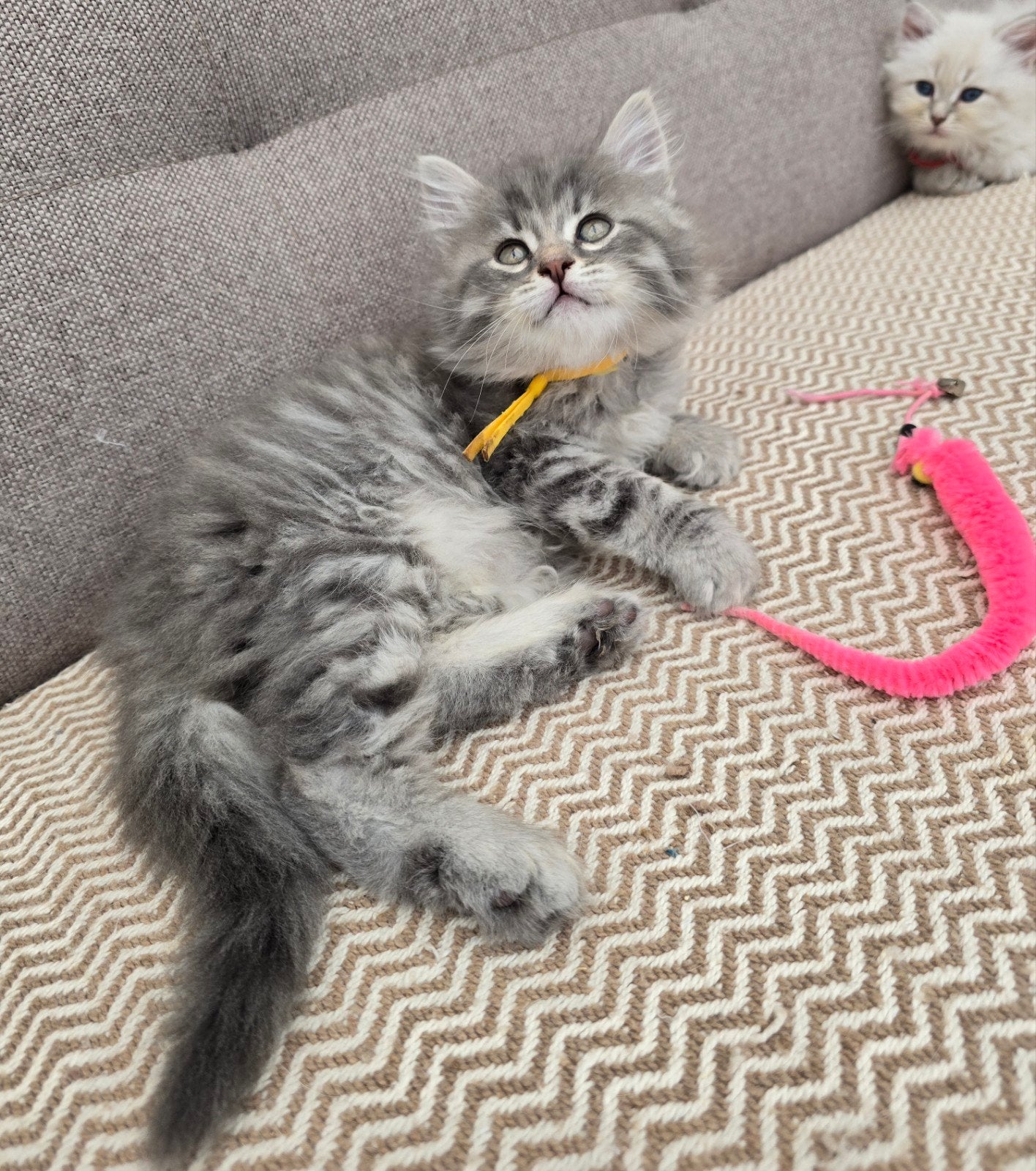 Siberische en Neva Masquerade kittens met stamboom, Meerdere dieren, Met stamboom, 0 tot 2 jaar