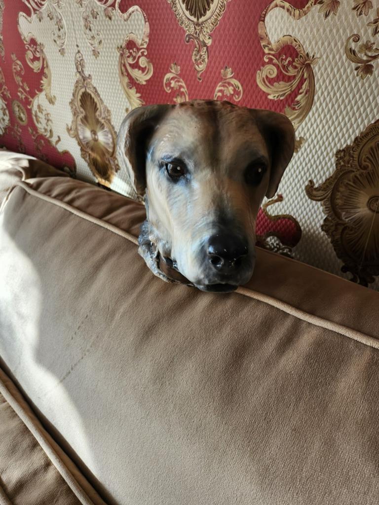 Honde buste beeld zeer realistisch, Ophalen of Verzenden
