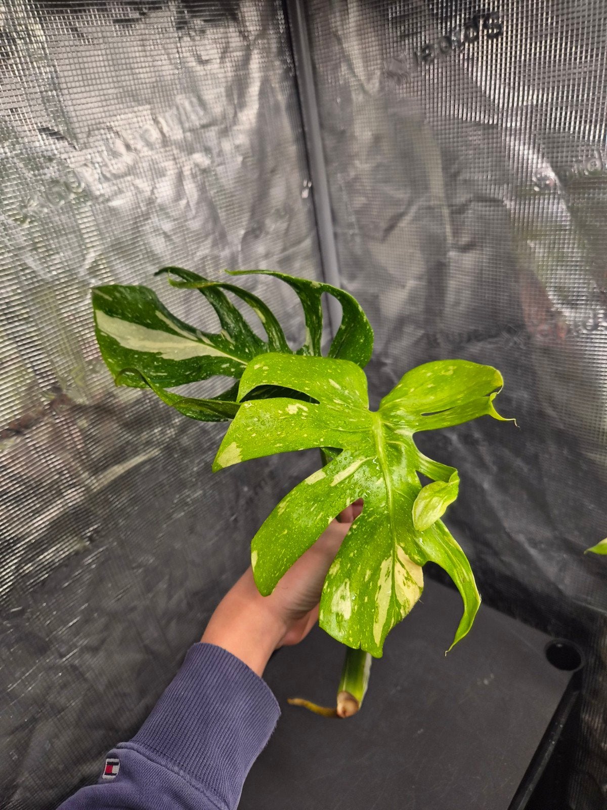 Monstera Deliciosa Medusa, Overige soorten, Minder dan 100 cm, Bloeiende kamerplant, Halfschaduw