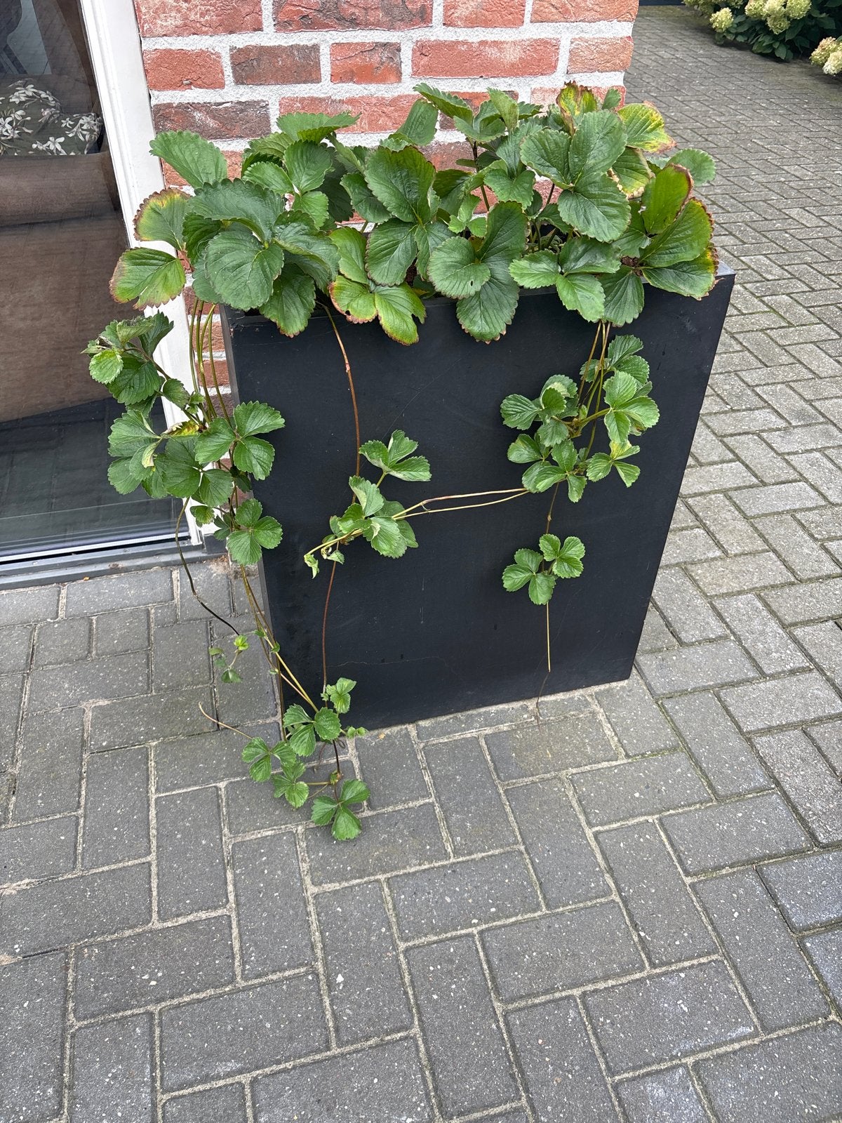 Verse Aardbeienplantjes/-stekjes voor uw tuin, Ophalen, Volle zon, Vaste plant, Fruitplanten