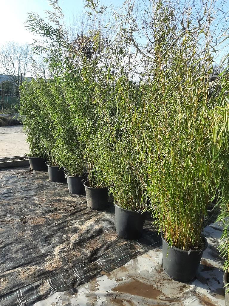 Bamboe Fargesia ‘Campbell’ 180-200 cm – Niet woekerend –, Ophalen, Bamboe, 100 tot 250 cm