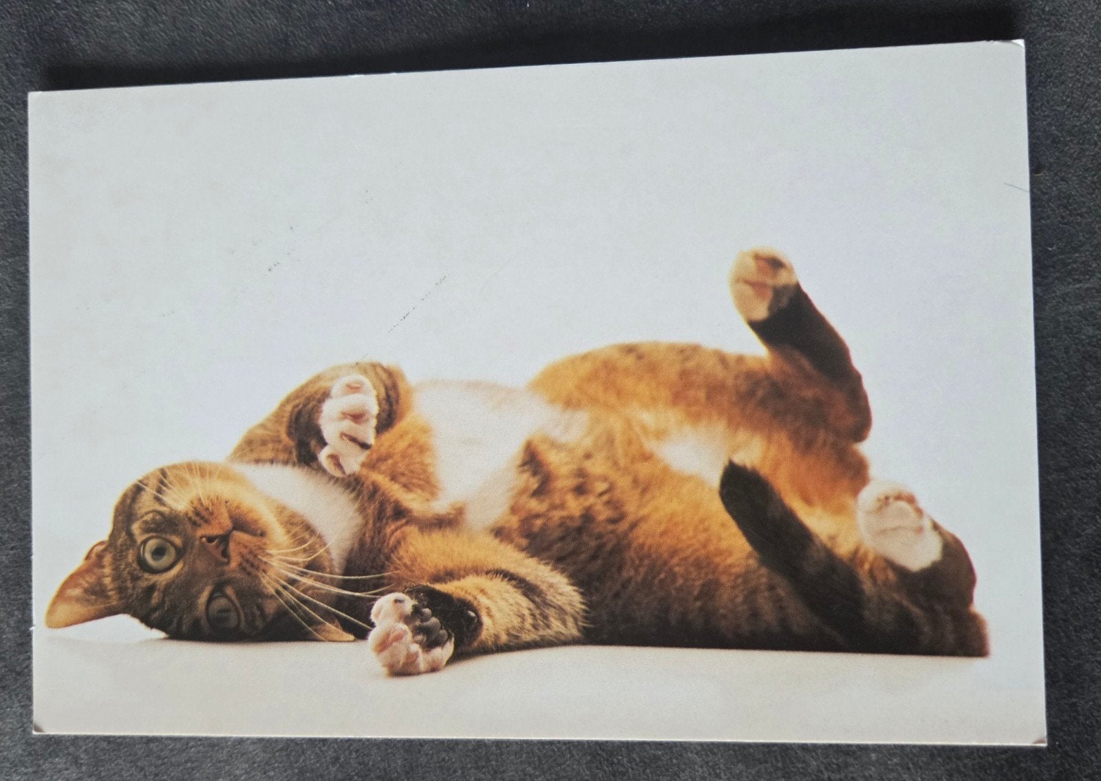 Tom Poes blikvoeding ansichtkaart - Liggende kat, Verzenden, 1960 tot 1980, Ongelopen, Hond of Kat
