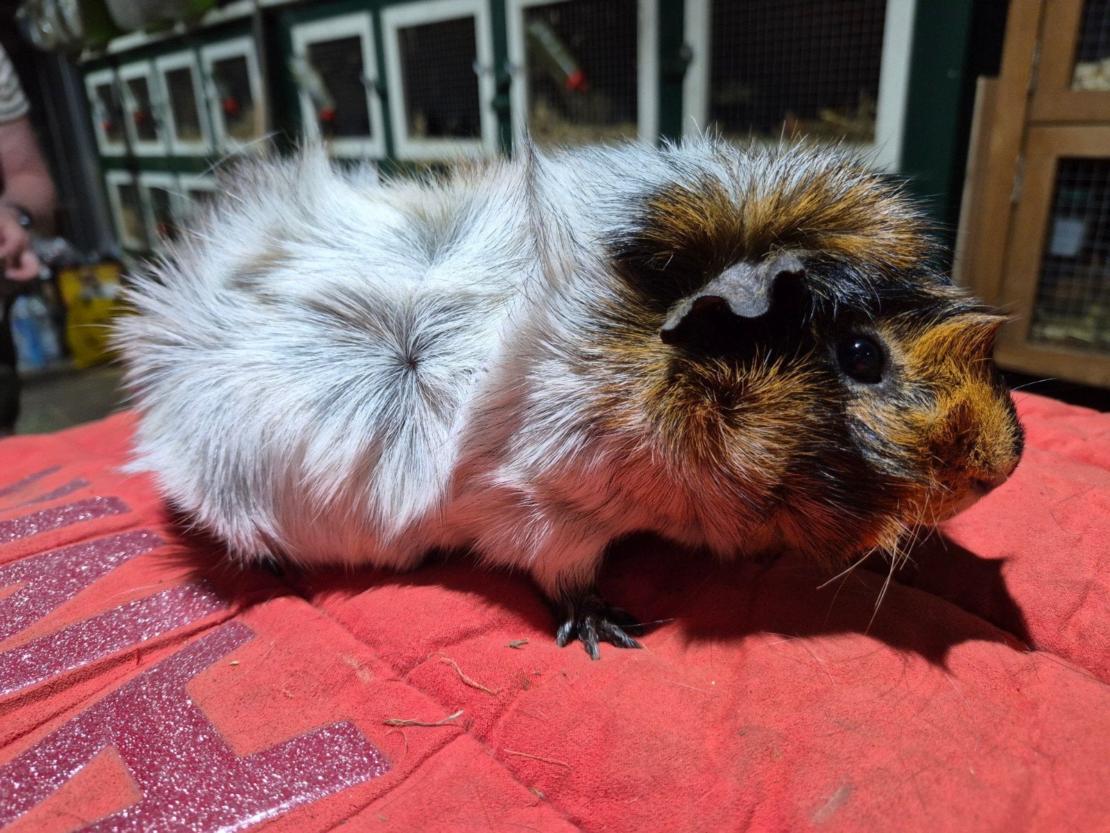 Borstelhaar gemengd schimmel, Dieren en Toebehoren, Knaagdieren, December, Mannelijk, Cavia