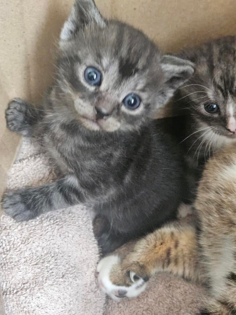 Half bengaal/half britse korthaar, Dieren en Toebehoren, Katten en Kittens | Raskatten | Korthaar, Kater, Ontwormd
