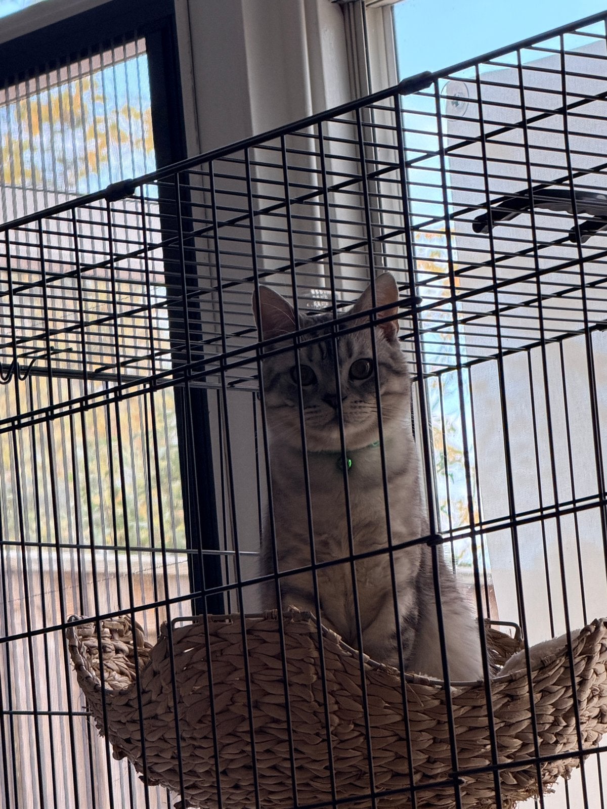 Britse langkorthaar mix silver tabby, Dieren en Toebehoren, Kater, 0 tot 2 jaar
