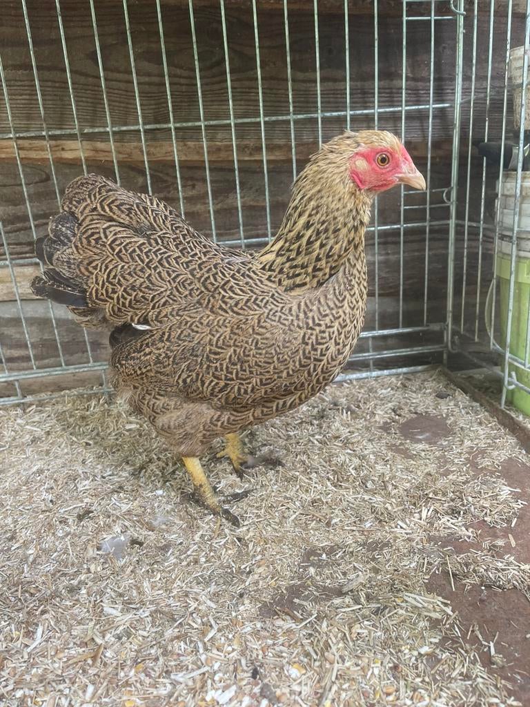 Meerdere Wyandotte kriel hennen in verschillende kleuren, Dieren en Toebehoren, Pluimvee, Vrouwelijk, Kip