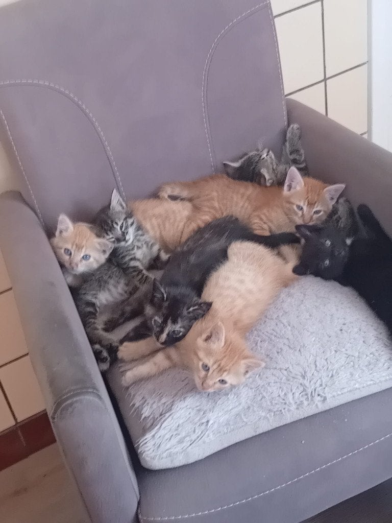 poesjes, Poes, Ontwormd, 0 tot 2 jaar