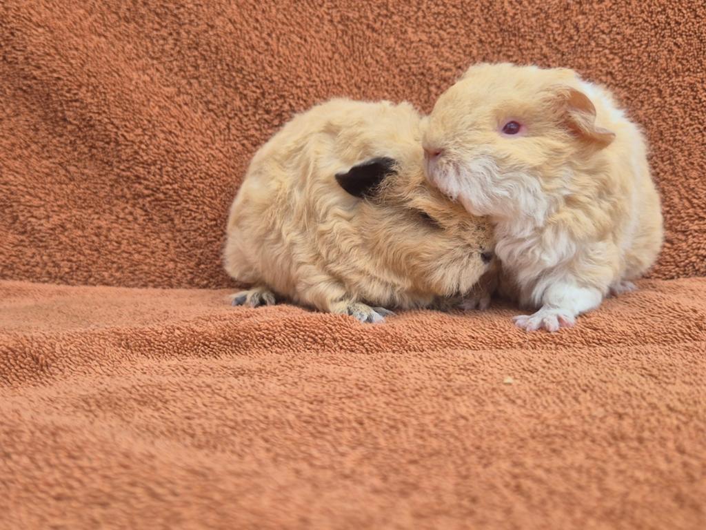 Lieve tessel broertjes mogen verhuizen krullen geel creme, Dieren en Toebehoren, Cavia, April, Mannelijk, Tam