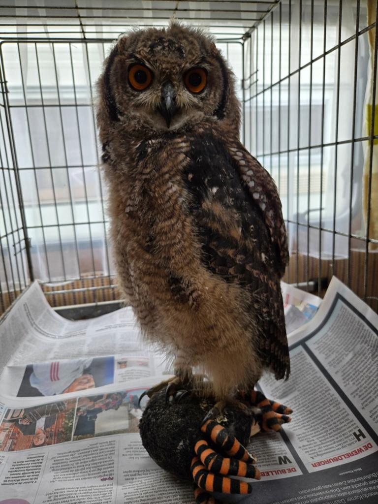 Jonge Afrikaanse oehoe (Bubo africanus), Dieren en Toebehoren, Vogels | Overige Vogels, Geslacht onbekend, Roofvogel, Geringd