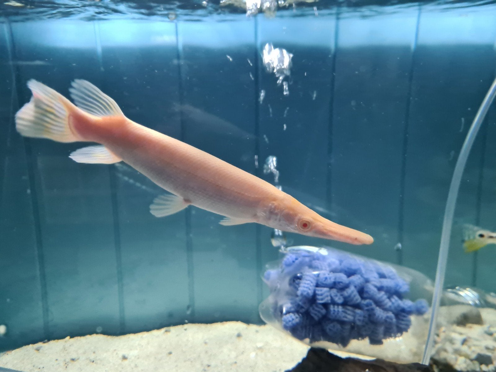 Albino Alligator Gar, Beensnoek, Atractosteus Spatula Albino, Dieren en Toebehoren, Vissen | Aquariumvissen, Vis, Zoetwatervis