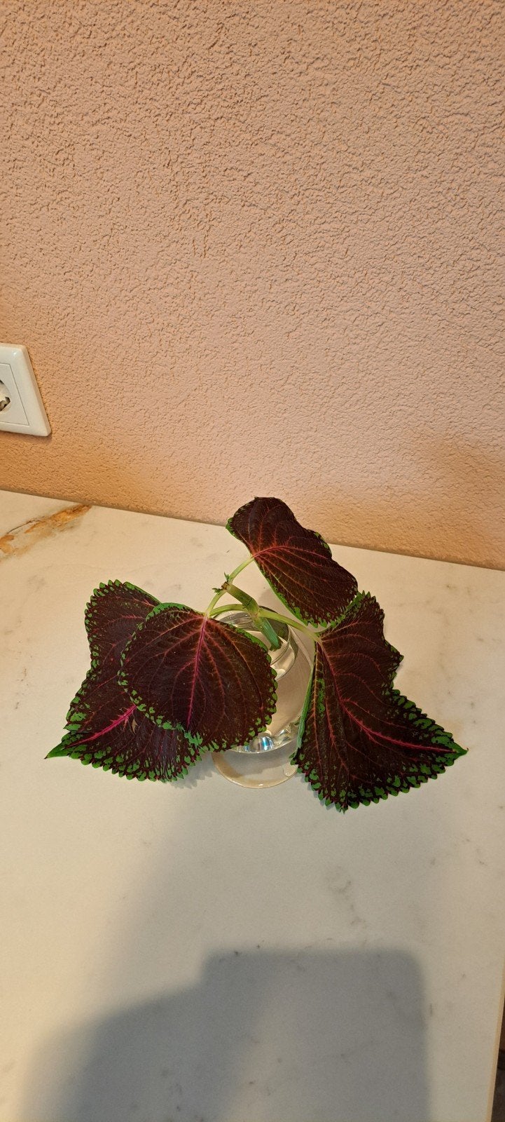Megagrote coleus stek.
Een sierraad voor, Ophalen of Verzenden, Halfschaduw, Minder dan 100 cm