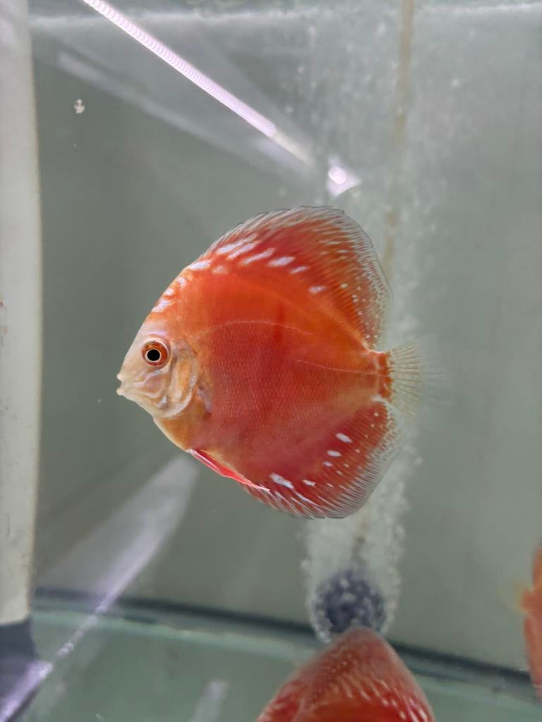 Discus Snow Rafflesia, Vis