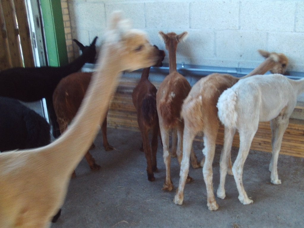 Alpaca merrie,s, Juni, Vrouwelijk