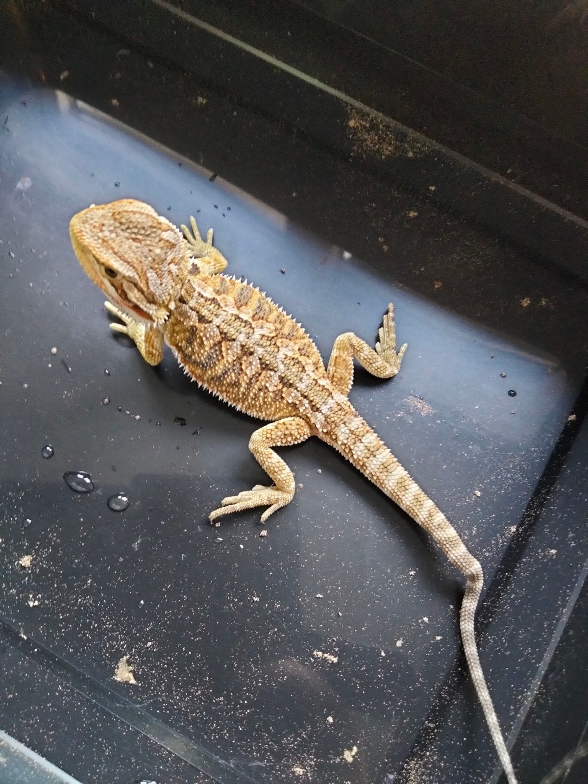 0.0.2 baardagamen - pogona vitticeps