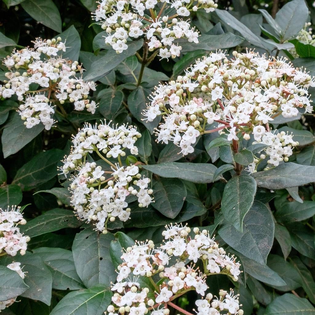 Stekjes van Viburnum Tinus (Sneeuwbal) - Sierheester, Ophalen, Vaste plant