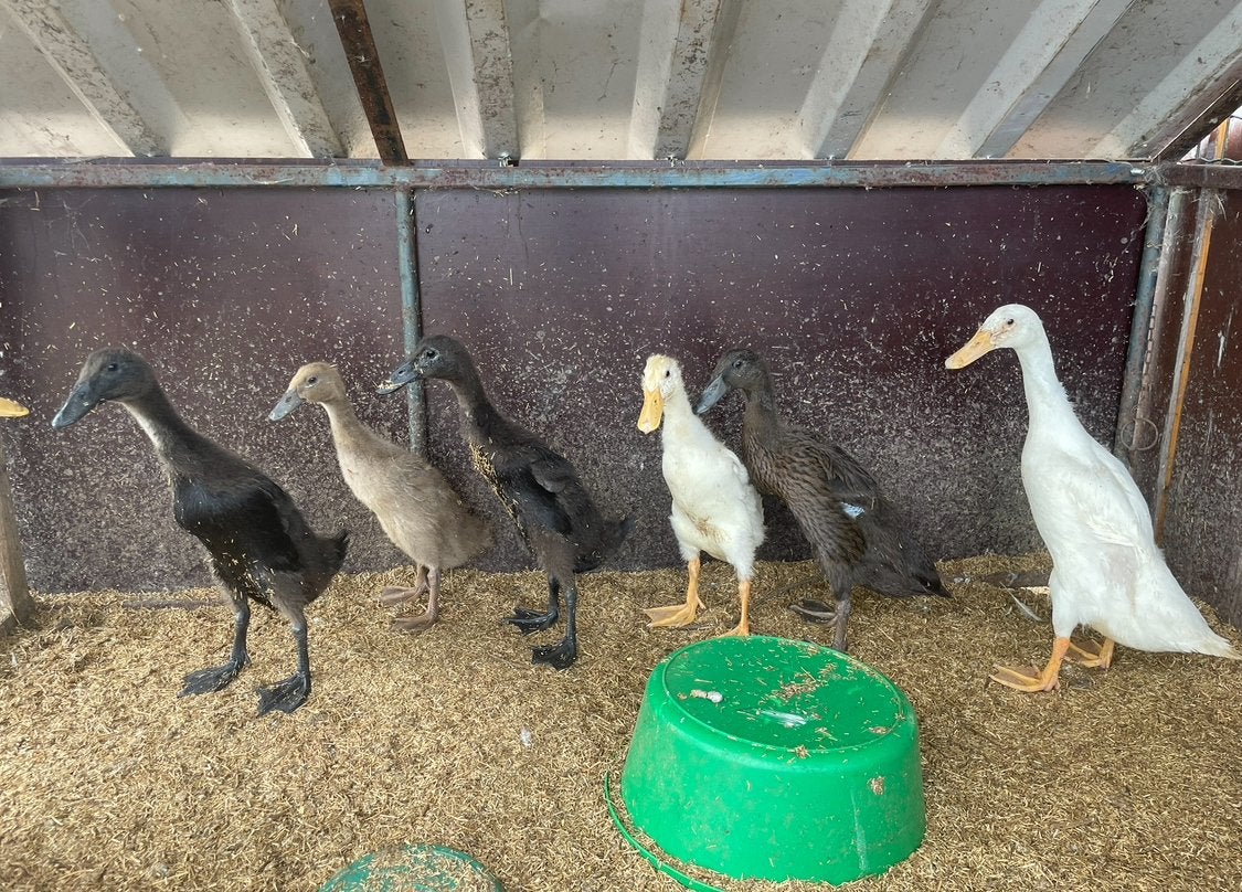 Jonge Indische loopeenden, eendjes, diverse kleuren, Dieren en Toebehoren, Meerdere dieren, Eend
