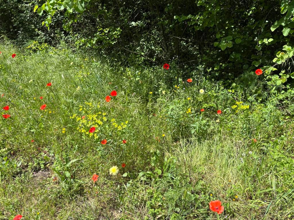 Kleurrijke weide met klaprozen en wilde bloemen, Volle zon, Eenjarig, Zomer, Ophalen