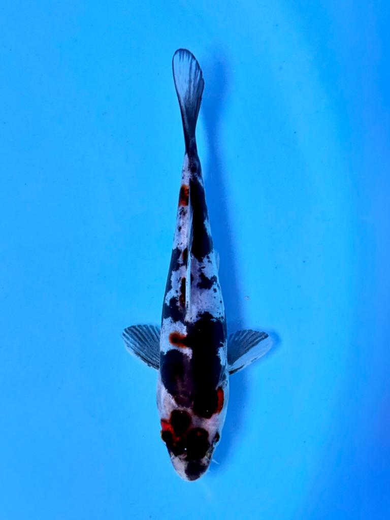Doitsu Showa | Tosai 14–18 cm | Kase, Karper of Koi
