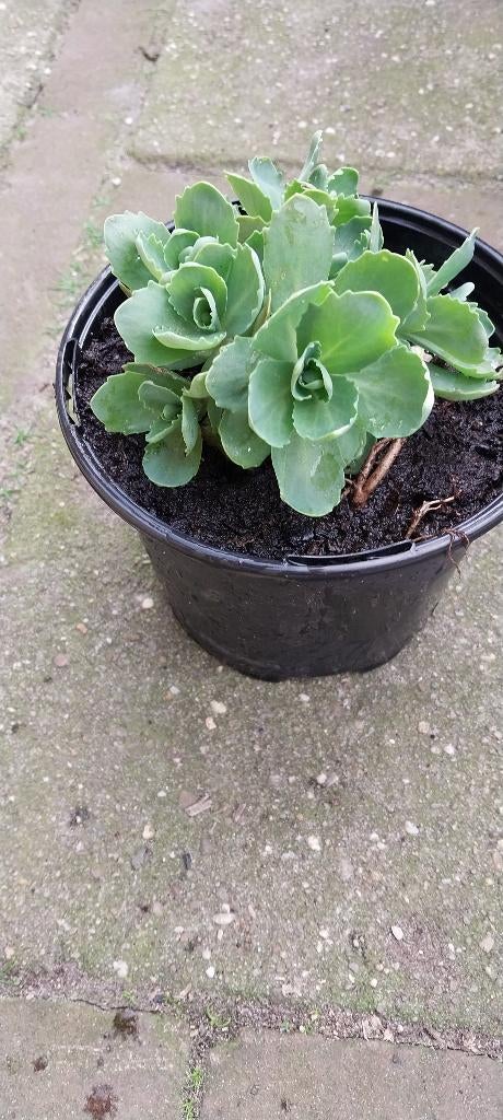 Tuinplant Sedum biologisch aantrekkelijk voor bijen&vlinder, Tuin en Terras, Ophalen, Vaste plant, Overige soorten, Volle zon