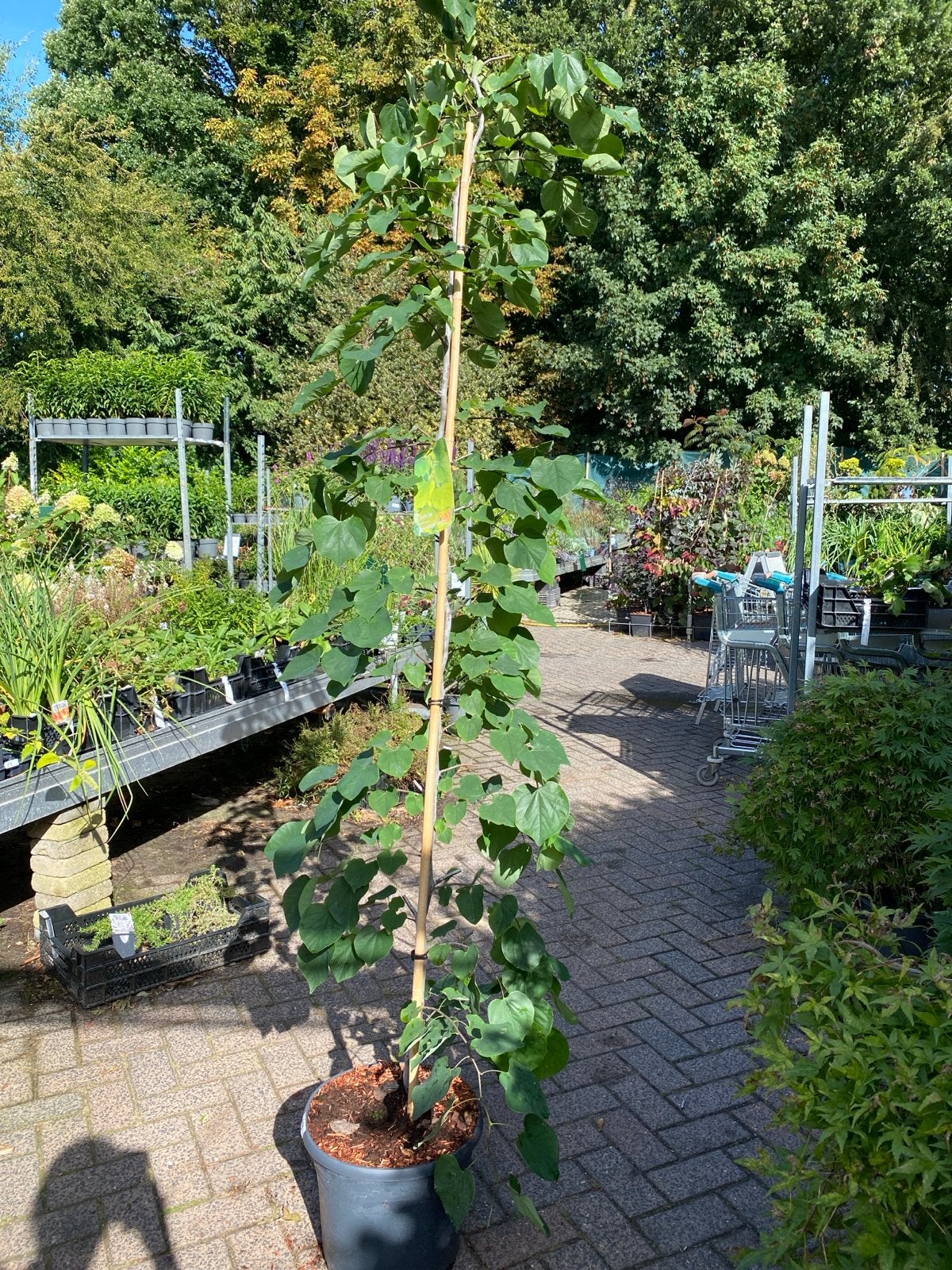 Cercis canadensis 'Cascading Hearts' - Judasboom, Volle zon, Vaste plant, Lente, Ophalen