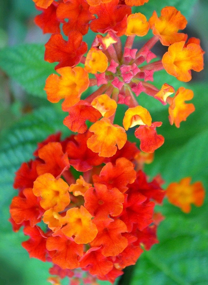 Lantana camara 'Red', Ophalen of Verzenden, Zomer, Overige soorten, Volle zon