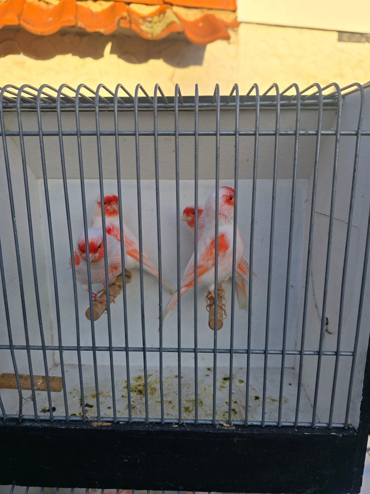 rood mozaiek kanaries, Dieren en Toebehoren