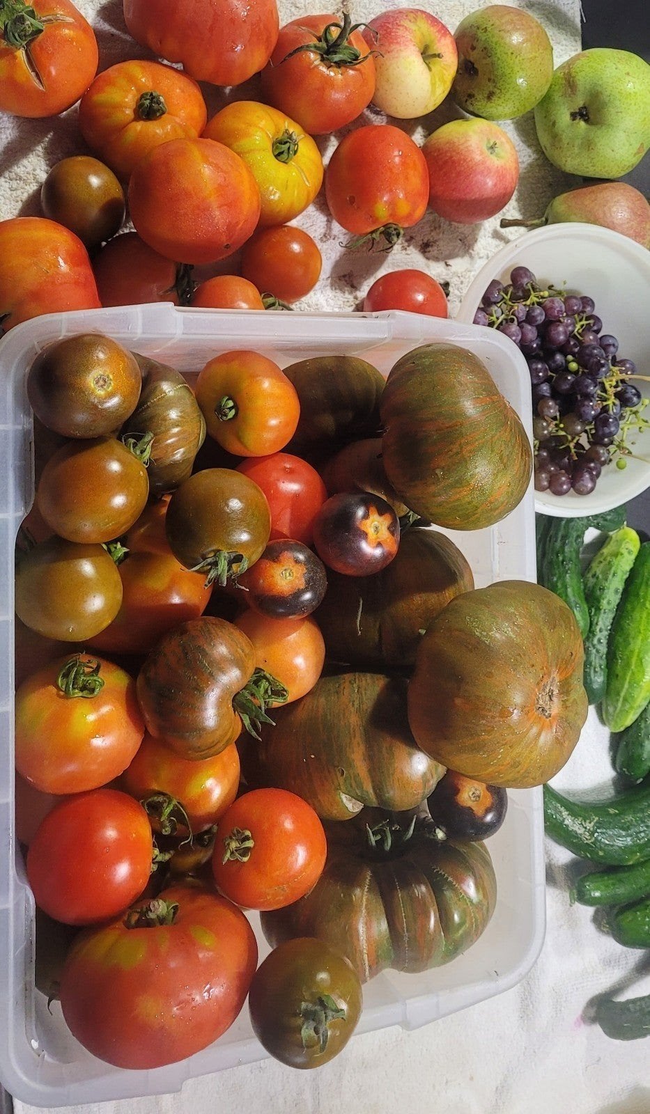 Vers geplukt uit onze tuin ongespoten vleestomaten en druive, Ophalen of Verzenden