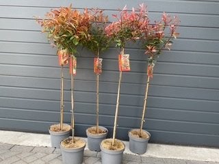 Photinia fraseri 'Red Robin' (Glansmispel), Lente, Ophalen, Volle zon, In pot