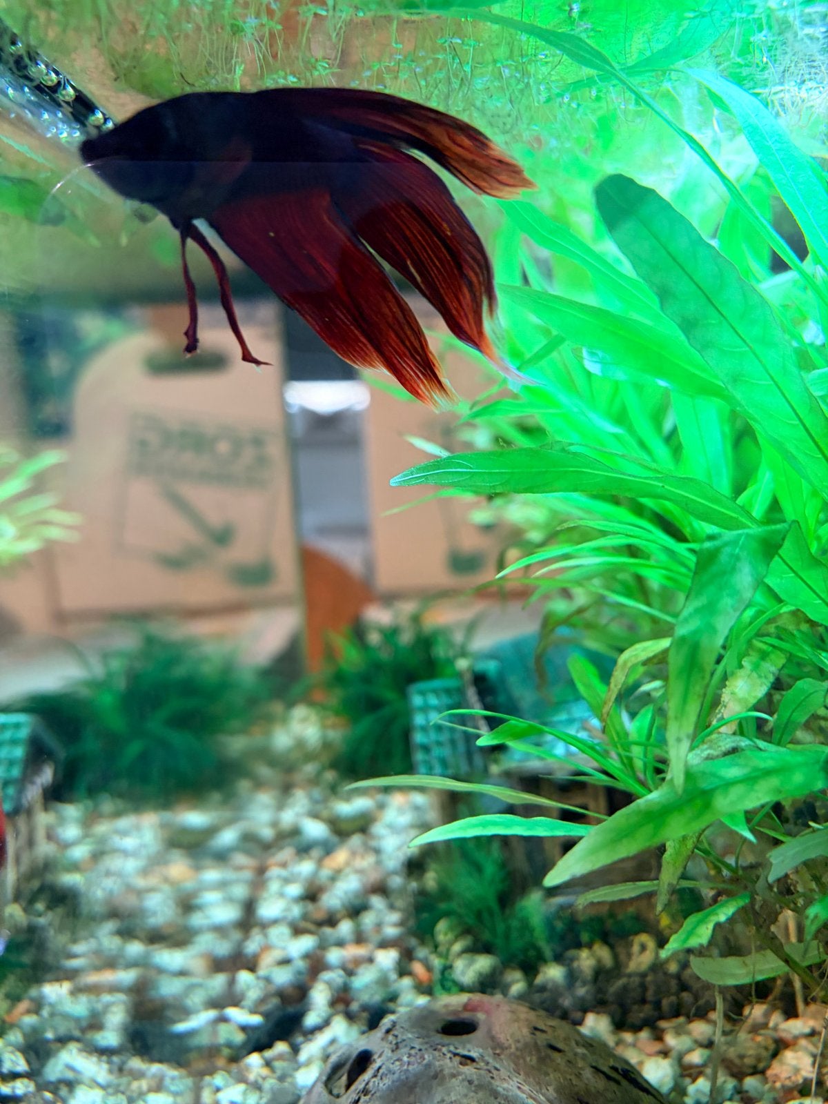 60 liter aquarium met alle toebehoren en betta spender man, Dieren en Toebehoren, Vissen | Aquariumvissen, Vis