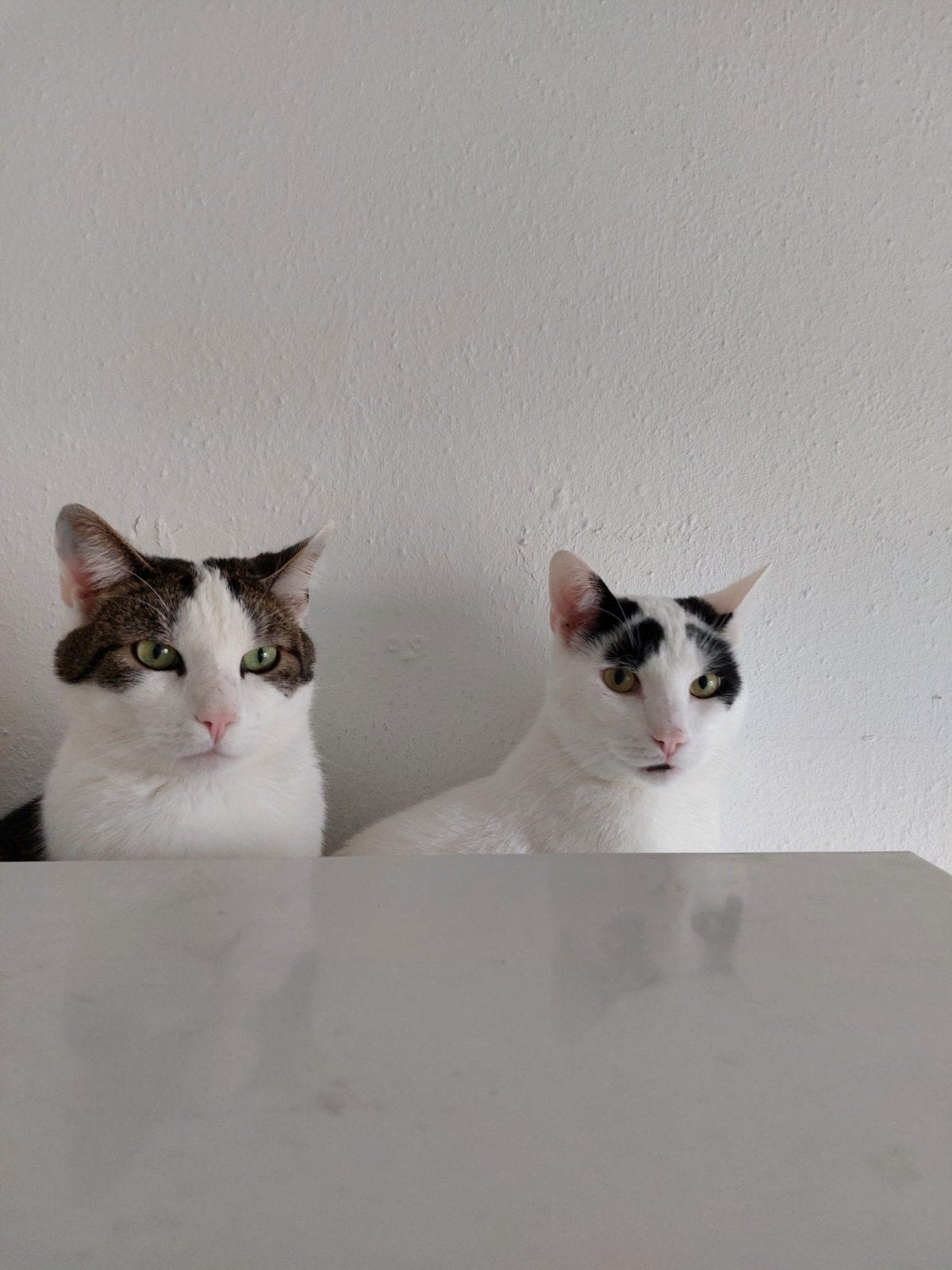 Twee katters zijn geholpen gechipt en enting in mei gehad, Dieren en Toebehoren, Katten en Kittens | Overige Katten, Kater, Kortharig