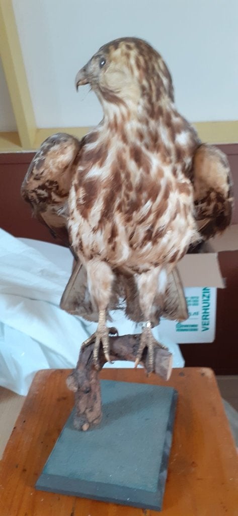 Opgezette buizerd, Ophalen, Gebruikt, Vogel, Opgezet dier