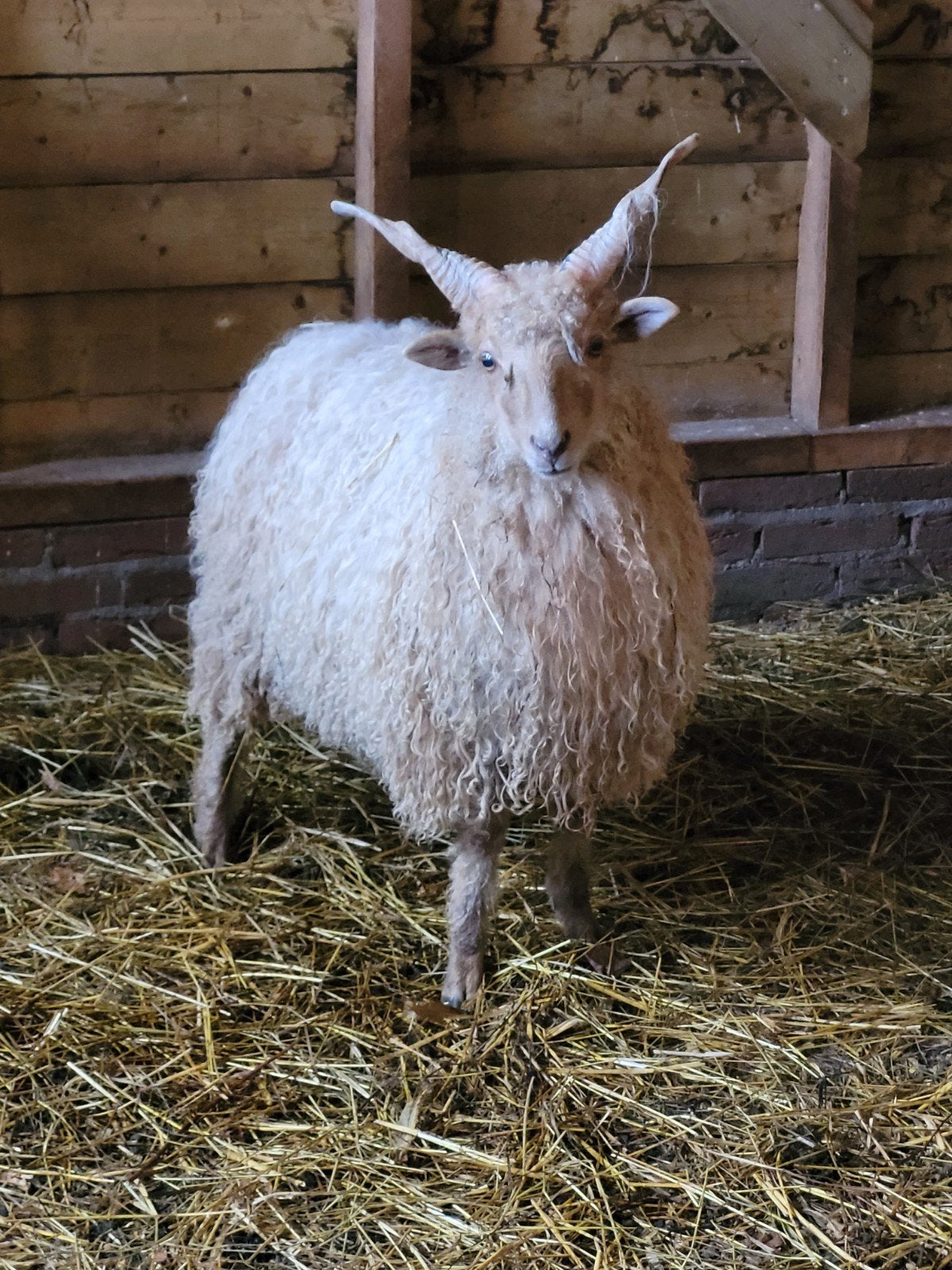 racka lammeren, ram lammeren, Dieren en Toebehoren, Schapen, Geiten en Varkens, Mannelijk, Schaap