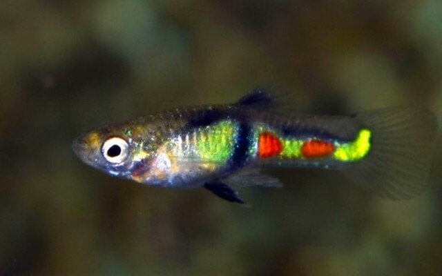 Hobbyaquarium Endler gup El Tigre, Vis, Zoetwatervis, Schoolvis