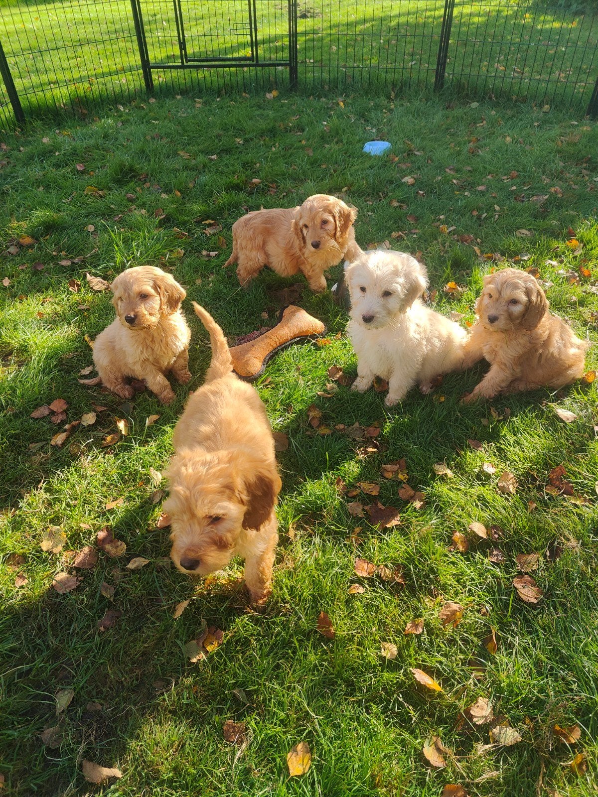 Prachtig nest Cocka poo pups volledig verzorgd !, Dieren en Toebehoren, Nederland, Overige rassen, CDV (hondenziekte), 8 tot 15 weken