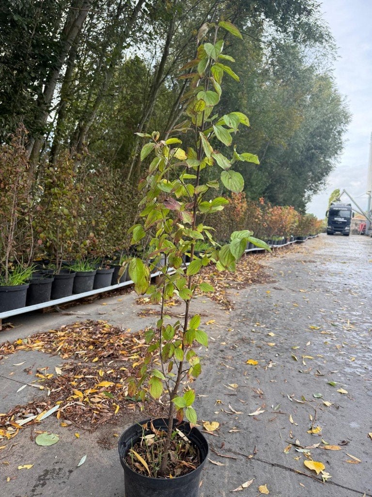 Cornus Mas / gele kornoelje, Overige soorten, Ophalen of Verzenden, Tweejarig, Halfschaduw