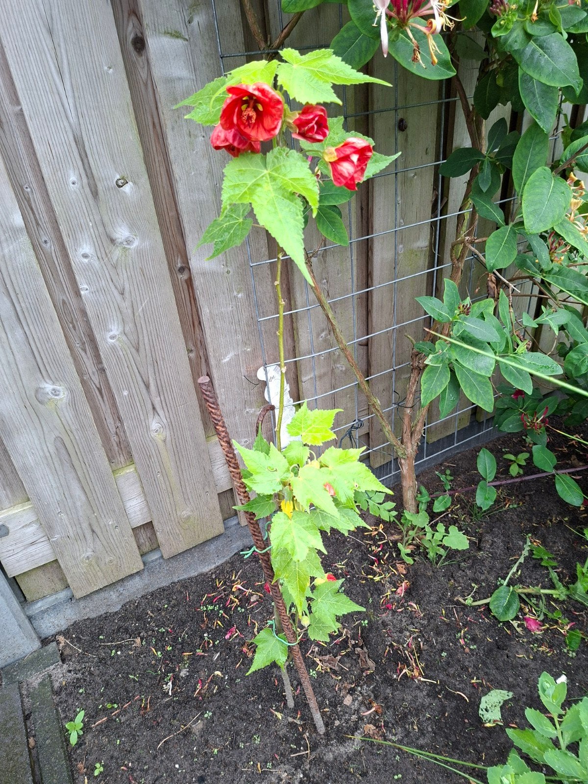 Abutilonplantjes (stekken) - langdurig bloeiende kuipplant, Tuin en Terras, Planten | Tuinplanten, Ophalen, Overige soorten