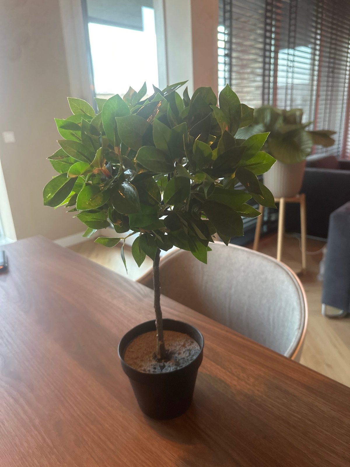 Kunstplantje, Ophalen, Binnen, Groen, Kunstplant