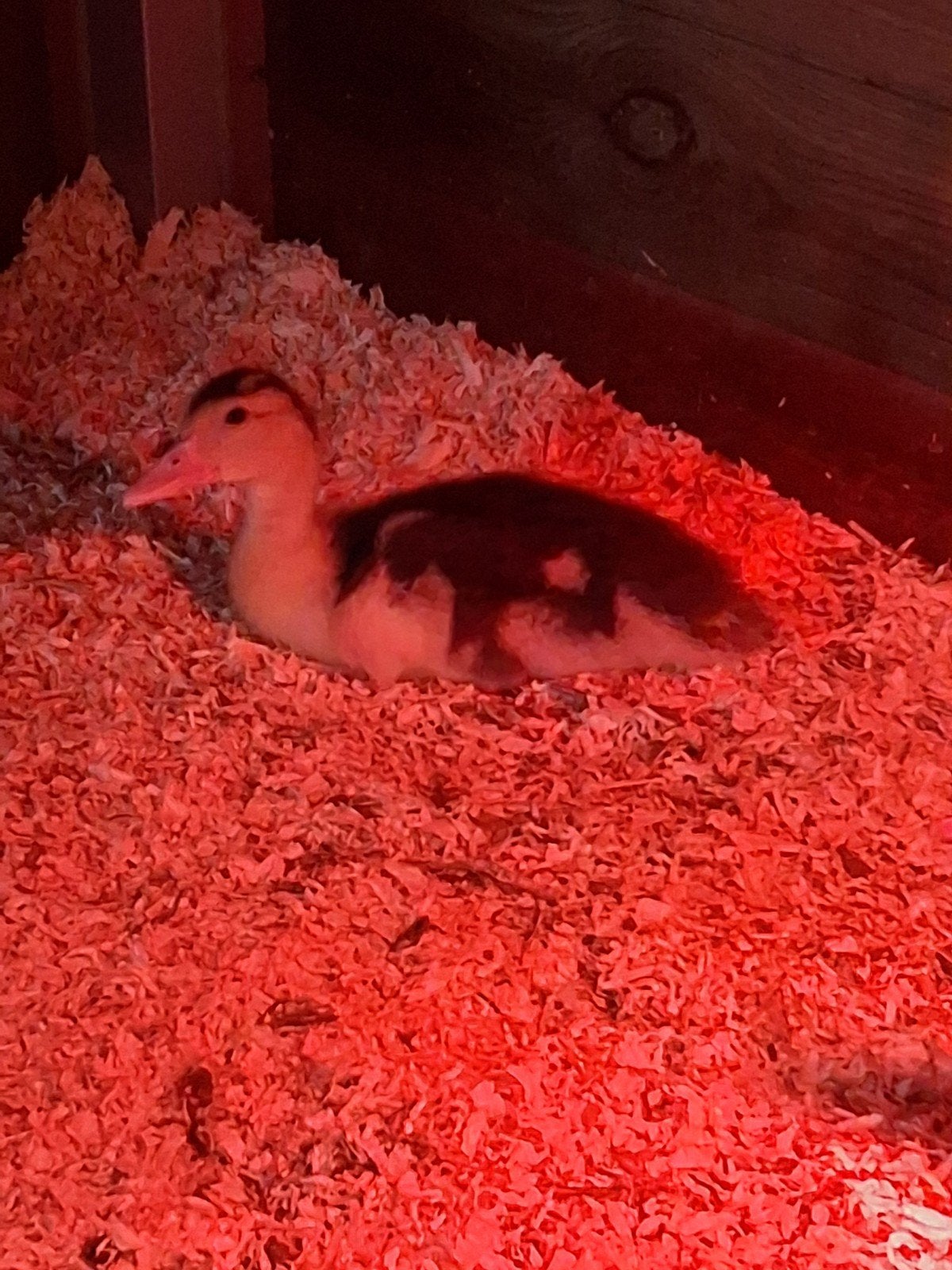 leuke muskus eenden jong/ouder, Dieren en Toebehoren, Meerdere dieren, Eend