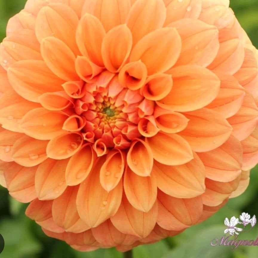 Dahlia Garden Jubilee tuinplant, Tuin en Terras, Bloembollen en Zaden, Ophalen, Volle zon, Knol